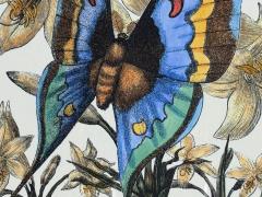 Victorian Style Framed Butterfly Prints Gilt Painted Wood USA 20th c  - 4694876