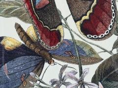 Victorian Style Framed Butterfly Prints Gilt Painted Wood USA 20th c  - 4694878