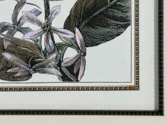Victorian Style Framed Butterfly Prints Gilt Painted Wood USA 20th c  - 4694880