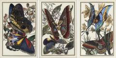 Victorian Style Framed Butterfly Prints Gilt Painted Wood USA 20th c  - 4695005