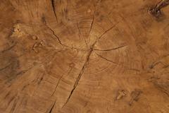 Vintage Tree Trunk Coffee Table - 1390969