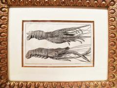 WALTER SPIES WALTER SPIES Insect Studies WATERCOLORS Set of 4 - 4133534