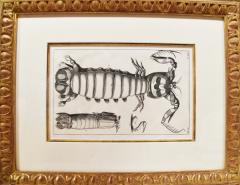 WALTER SPIES WALTER SPIES Insect Studies WATERCOLORS Set of 4 - 4133535