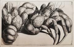 WALTER SPIES WALTER SPIES Insect Studies WATERCOLORS Set of 4 - 4133835