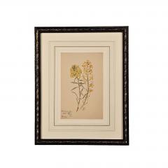 Watercolor Botanical U S A dated 1928 - 3636748
