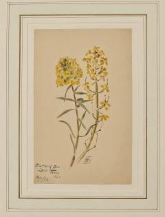 Watercolor Botanical U S A dated 1928 - 3636749