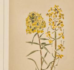 Watercolor Botanical U S A dated 1928 - 3636751
