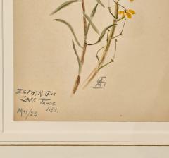 Watercolor Botanical U S A dated 1928 - 3636752