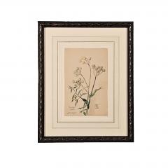 Watercolor Botanical U S A dated 1931 - 3636733