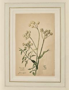 Watercolor Botanical U S A dated 1931 - 3636734