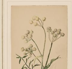 Watercolor Botanical U S A dated 1931 - 3636737