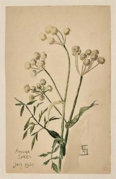 Watercolor Botanical U S A dated 1931 - 3637091