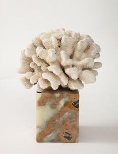White Coral Sculpture on Marble Base - 3424907