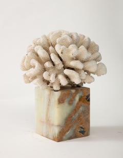 White Coral Sculpture on Marble Base - 3424908