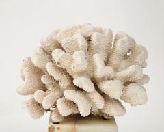 White Coral Sculpture on Marble Base - 3424909