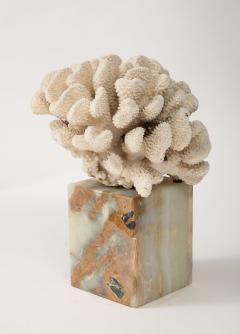 White Coral Sculpture on Marble Base - 3424910