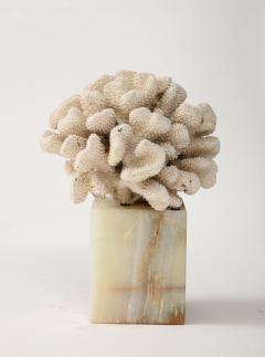 White Coral Sculpture on Marble Base - 3424911