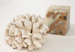 White Coral Sculpture on Marble Base - 3424916