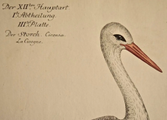 White Stork Storch Ciconia An 18th Century Hand colored Frisch Engraving - 2744986