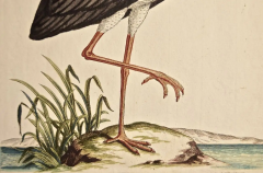 White Stork Storch Ciconia An 18th Century Hand colored Frisch Engraving - 2744992