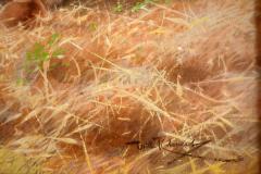 Wilhelm Kuhnert Nialas at rest - 4388815