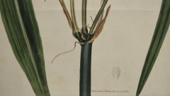 William Curtis A 19th Century Hand colored Engraving of a Flowering Crinum Plant by Curtis - 2753887