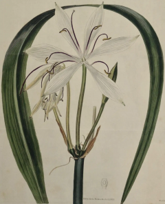 William Curtis A 19th Century Hand colored Engraving of a Flowering Crinum Plant by Curtis - 2753941