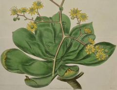 William Curtis A 19th Century Hand colored Engraving of a Flowering Houseleek Plant by Curtis - 2753929