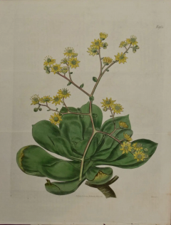 William Curtis A 19th Century Hand colored Engraving of a Flowering Houseleek Plant by Curtis - 2753930