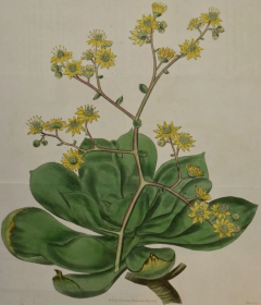 William Curtis A 19th Century Hand colored Engraving of a Flowering Houseleek Plant by Curtis - 2753939