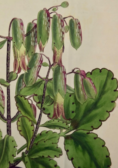 William Curtis Flowering Air Plant A 19th Century Hand colored Engraving by William Curtis - 2753748