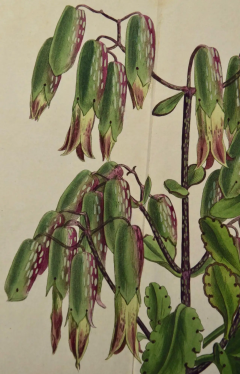 William Curtis Flowering Air Plant A 19th Century Hand colored Engraving by William Curtis - 2753755