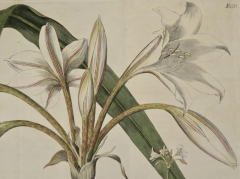 William Curtis Flowering Crinum Plant A 19th Century Hand colored Engraving by Curtis - 2753916