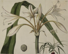 William Curtis Flowering Crinum Plant A 19th Century Hand colored Engraving by Curtis - 2753918