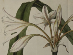 William Curtis Flowering Crinum Plant A 19th Century Hand colored Engraving by Curtis - 2753920