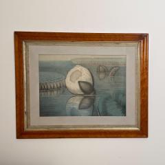 William Sharp 19th Century William Sharp Water Lily Color Lithograph - 2037331