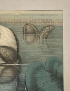 William Sharp 19th Century William Sharp Water Lily Color Lithograph - 2037333