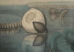 William Sharp 19th Century William Sharp Water Lily Color Lithograph - 2038259