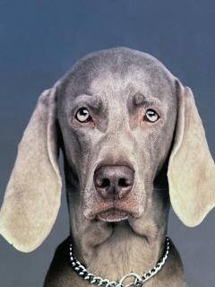 William Wegman Polaroid Church Steeple Dog and Cat Large Format Polaroid - 2977220