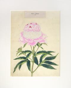 Yamato Japanese Peony - 2085961