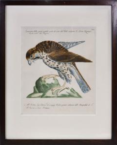 saverio manetti Saverio Manetti group of 6 Birds of Prey 1776 - 1249764