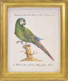 saverio manetti Saverio Manetti group of six Parrots engraved plates 1776 - 1434909