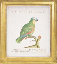 saverio manetti Saverio Manetti group of six Parrots engraved plates 1776 - 1434912