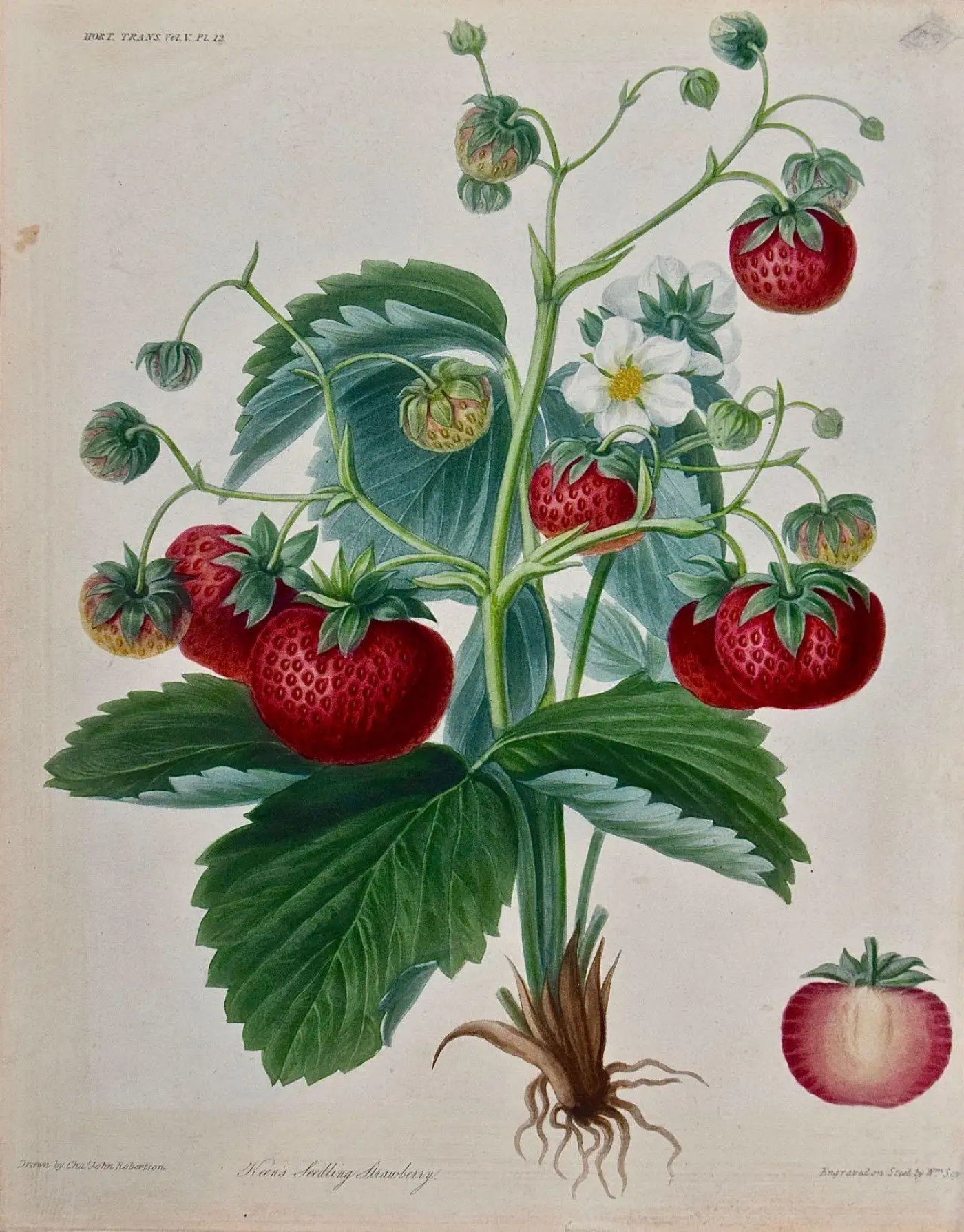 Charles Robertson - 19th Century Hand-colored Engraving of Flowering  Strawberry Plants with Fruit