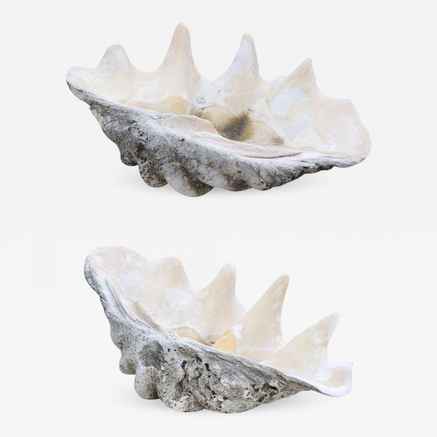 Complete Large Scale Tridacna Gigas Clam Shell Southern Pacific