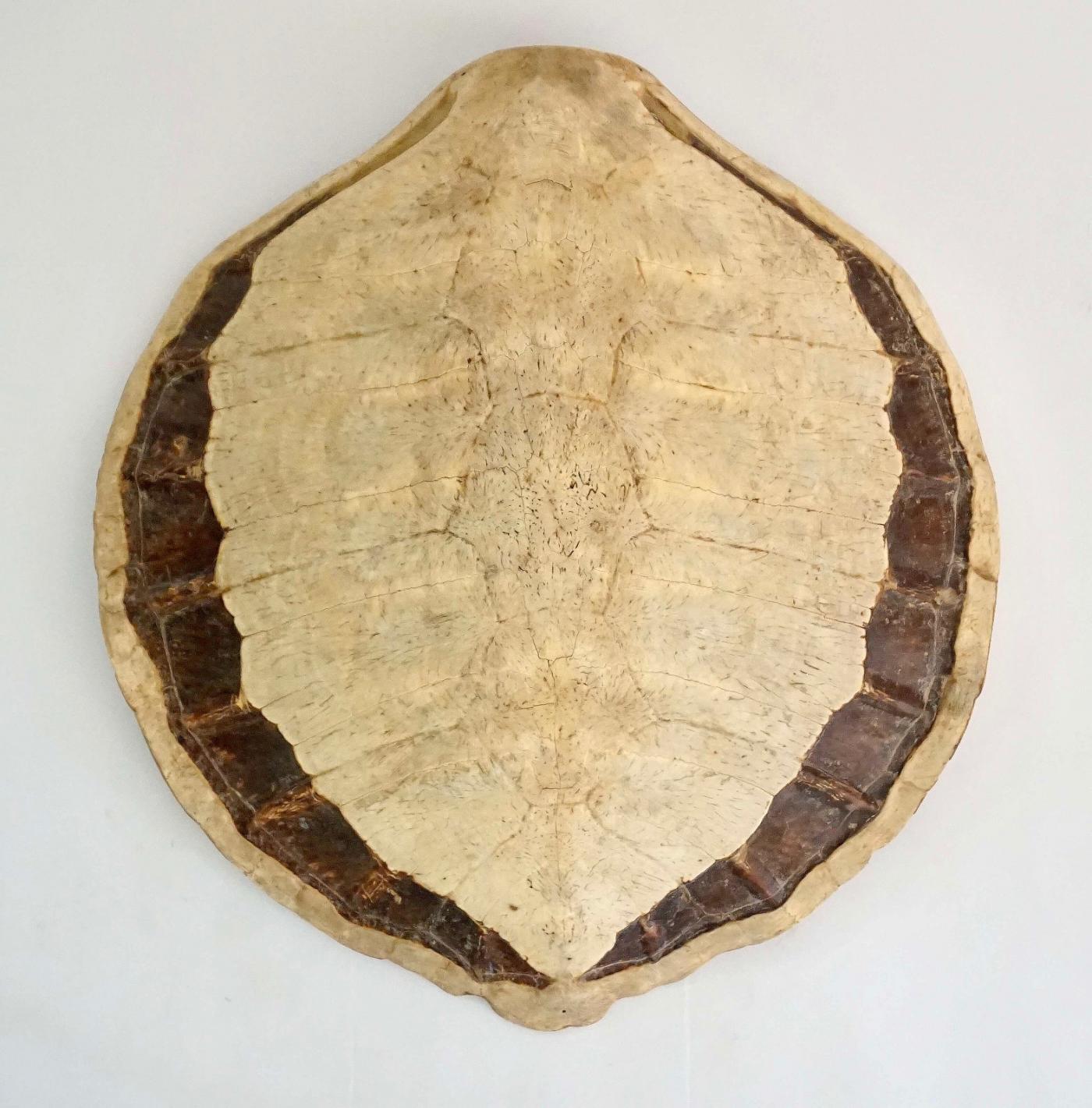 Giant Sea Turtle Carapace or Shell, 19th Century