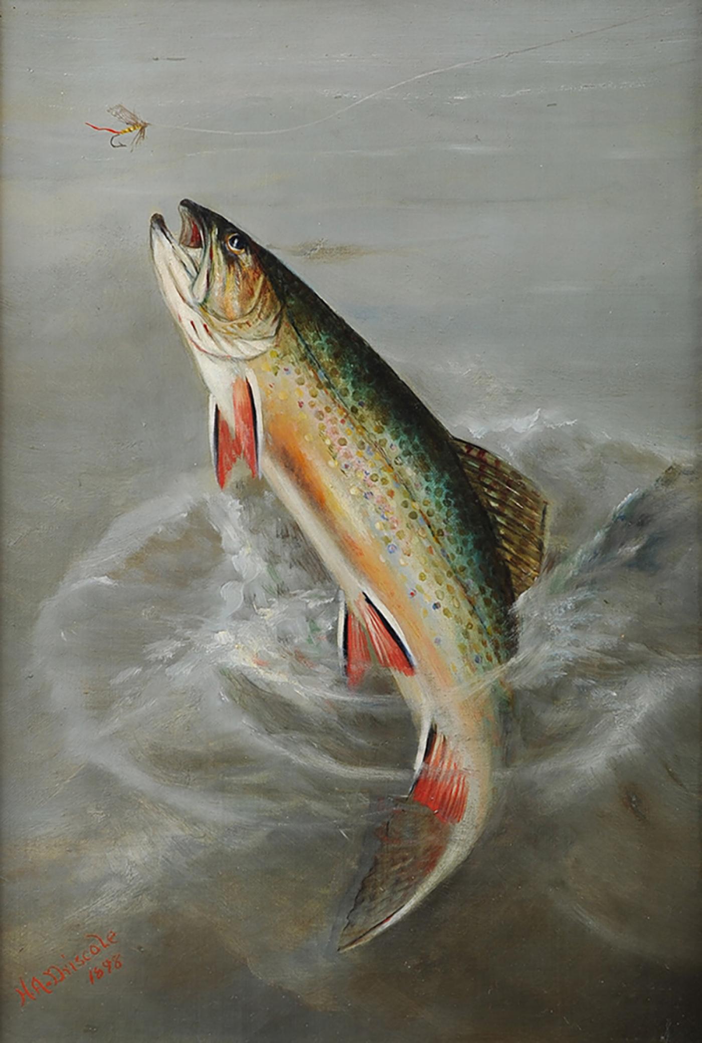 rainbow trout jumping