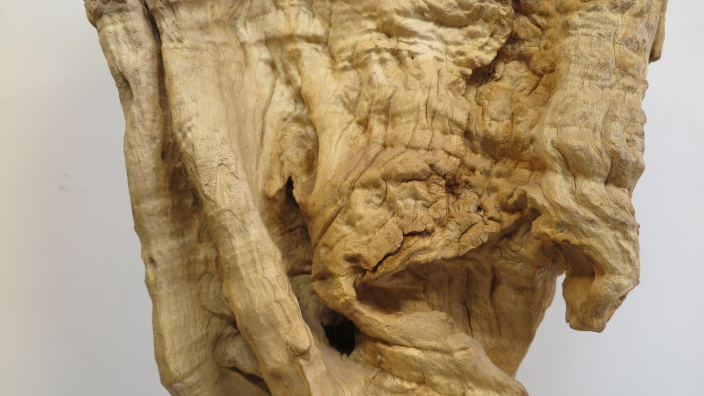 Natural Teak Wood Root Sculpture