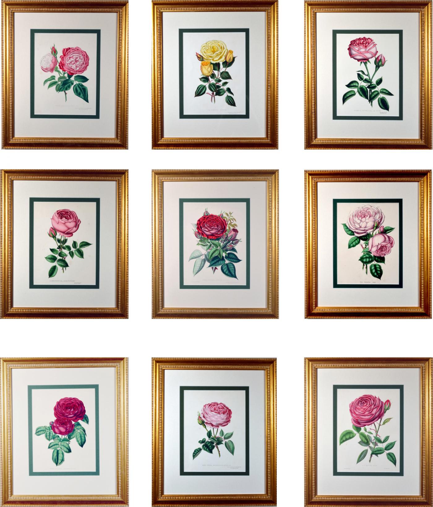 Set Of Nine Botanical Engravings Of Roses Henry Curtis The Beauty Of The Rose